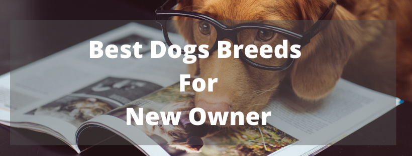 types-dogs-breeds-for-first-timers