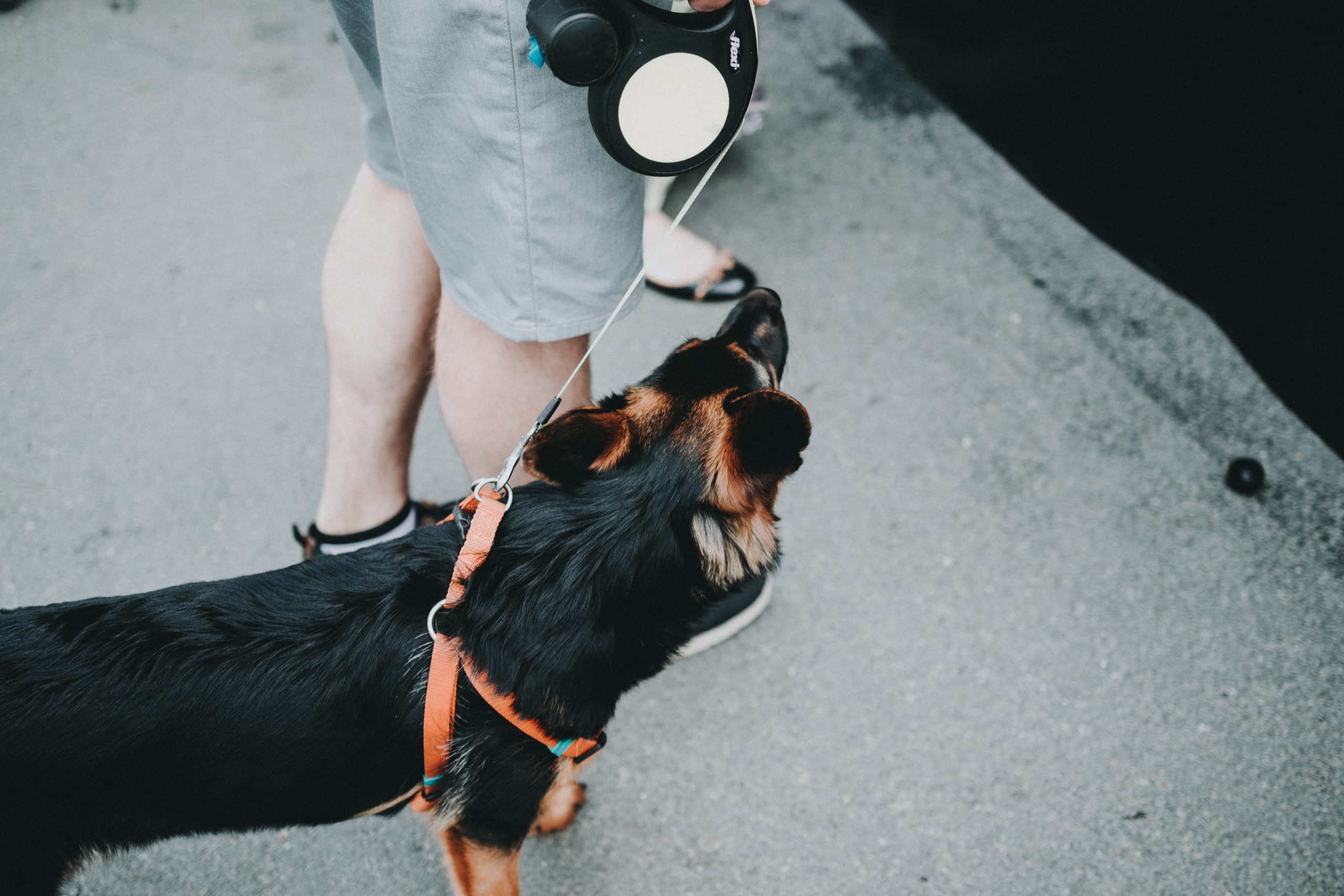 Choosing The Best Retractable Dog Leash Suitable for your Dog?