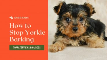 How to get a Yorkie to stop barking