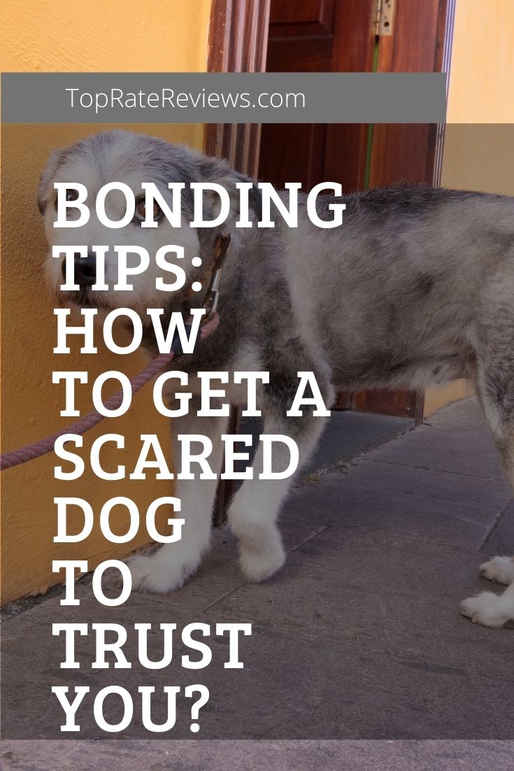 How To Get A Scared Dog To Trust You