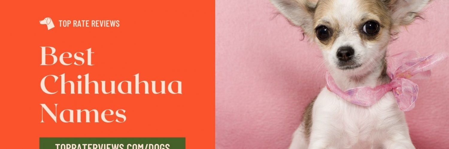 Name for your chihuahua