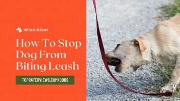 How To Stop Dog From Biting Leash
