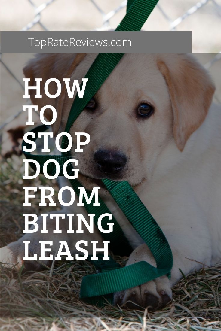 puppies chew on leash
