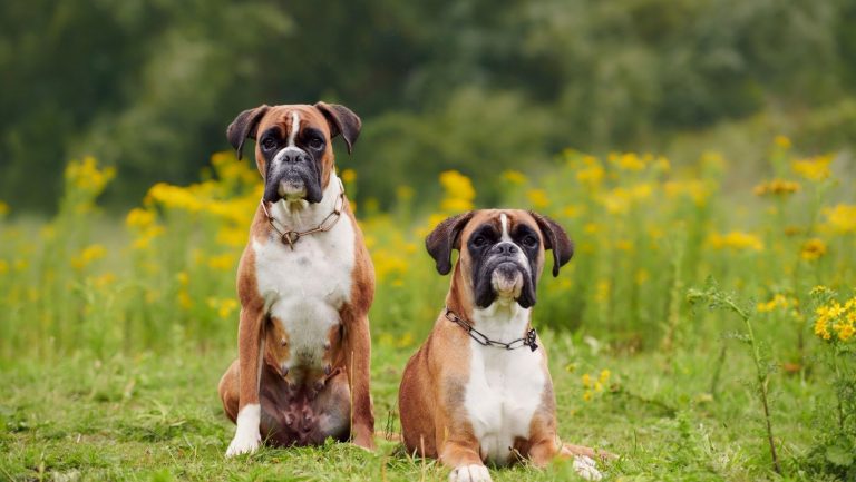 boxer dog breed facts