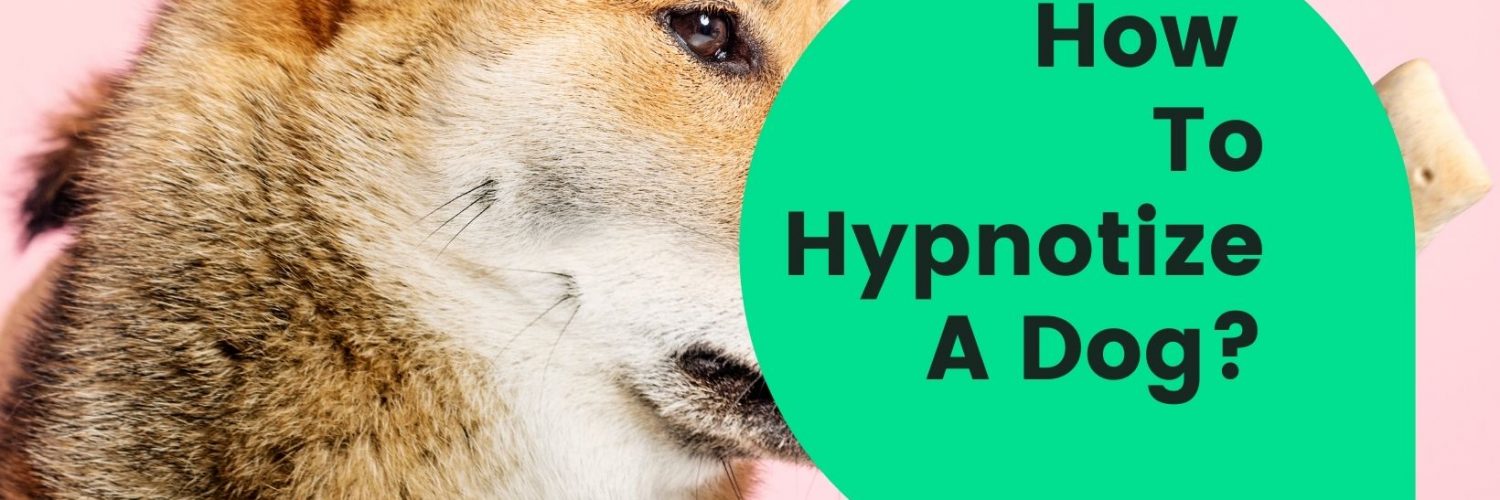 How To Hypnotize A Dog