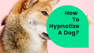 How To Hypnotize A Dog