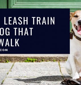 How To Leash Train Your Dog That Won’t Walk