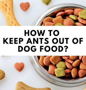 How to Keep Ants Out of Dog Food
