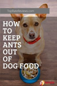keep ants away from dog food