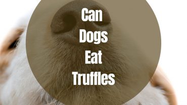 Can Dogs Eat Truffles