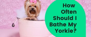 How Often Should I Bathe My Yorkie