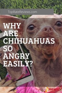 What Makes Chihuahuas Angry