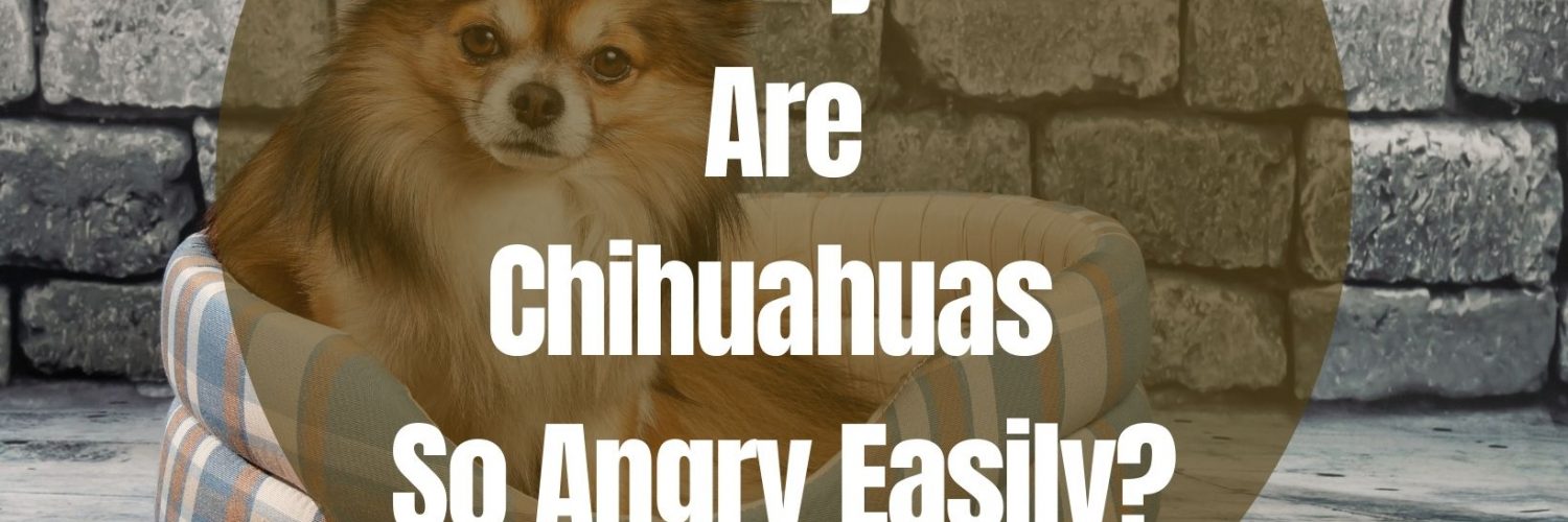 Why Are Chihuahuas So Angry Easily