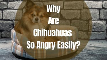 Why Are Chihuahuas So Angry Easily