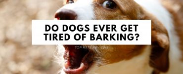 Do Dogs Ever Get Tired of Barking