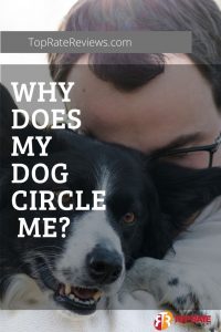 How Can You Stop Your Dog From Circle You