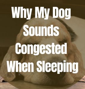 Why My Dog Sounds Congested When Sleeping