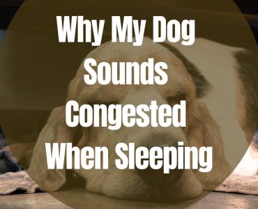 Why My Dog Sounds Congested When Sleeping