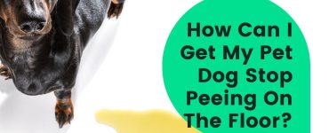 How Can I Get My Pet Dog Stop Peeing On The Floor