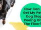 How Can I Get My Pet Dog Stop Peeing On The Floor