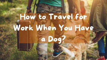 How to Travel for Work When You Have a Dog