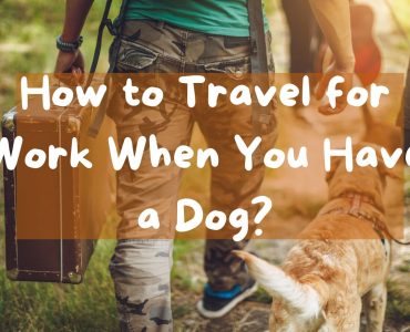 How to Travel for Work When You Have a Dog